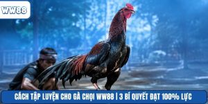 Cách Tập Luyện Cho Gà Chọi WW88 | 3 Bí Quyết Đạt 100% Lực