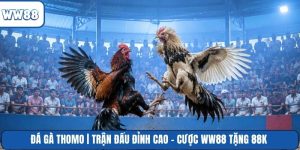 Đá Gà Thomo | Trận Đấu Đỉnh Cao - Cược WW88 Tặng 88k