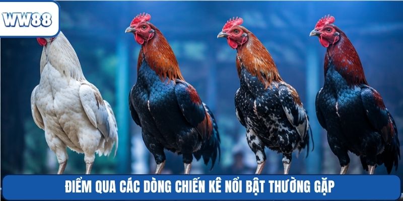 Điểm qua các dòng chiến kê nổi bật thường gặp