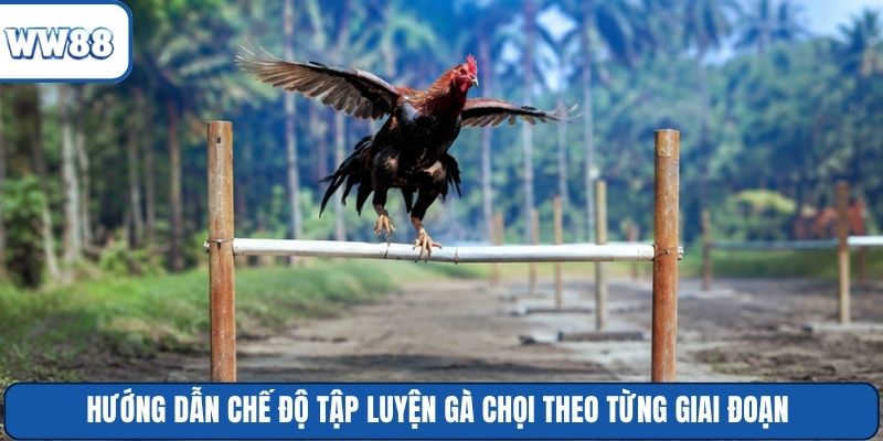 Hướng dẫn chế độ tập luyện gà chọi theo từng giai đoạn