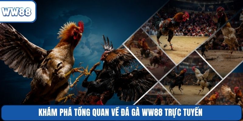 Khám phá tổng quan về đá gà WW88 trực tuyến