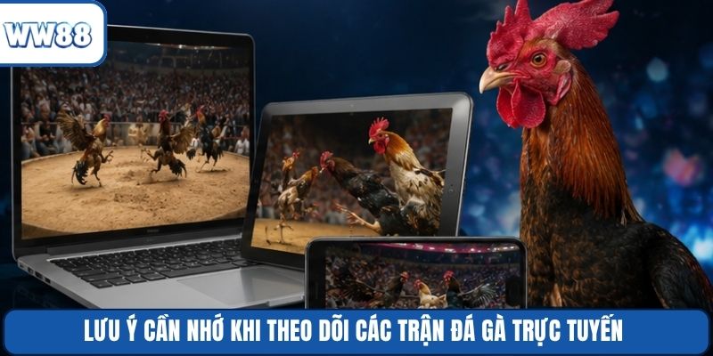 Lưu ý cần nhớ khi theo dõi các trận đá gà trực tuyến