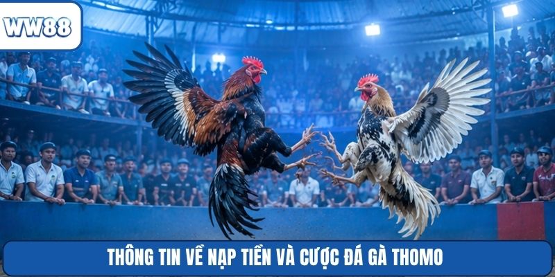 Thông tin về nạp tiền và cược đá gà Thomo