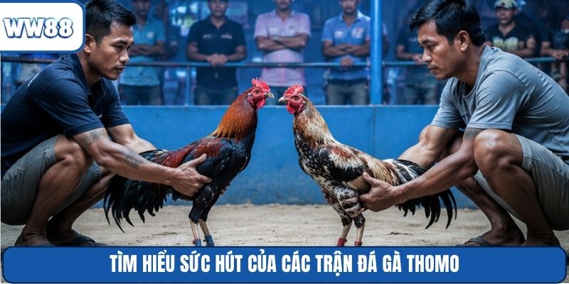 Tìm hiểu sức hút của các trận đá gà Thomo