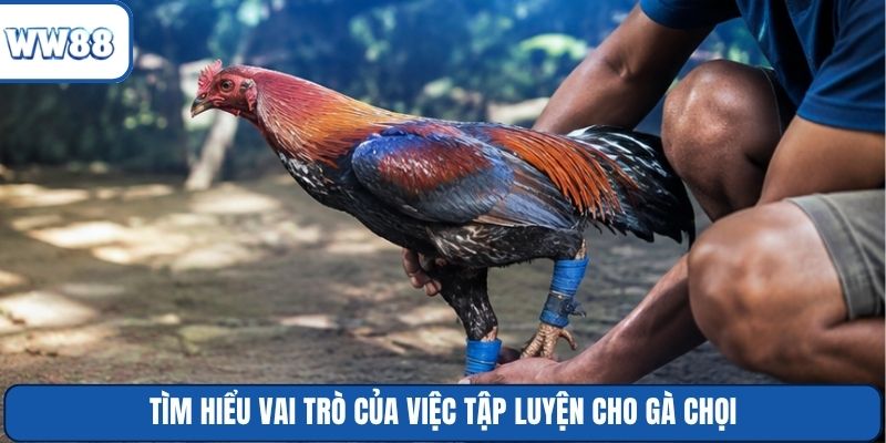 Tìm hiểu vai trò của việc tập luyện cho gà chọi