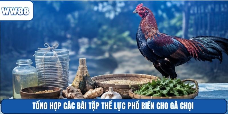 Tổng hợp các bài tập thể lực phổ biến cho gà chọi